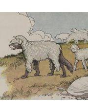 Овцы и Собаки