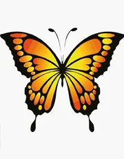 Раскраска Бабочки
