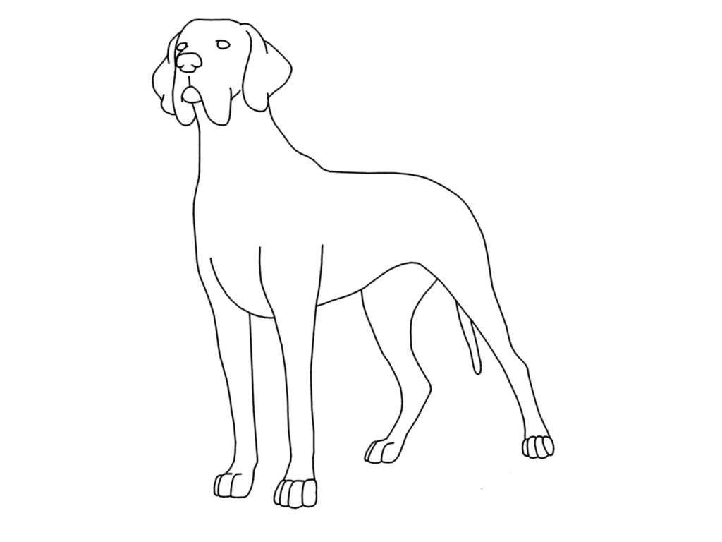 Дог дей раскраска распечатать. Раскраска "собаки". Картинка собака раскраска. Раскраска дог собака. Немецкий дог раскраска.