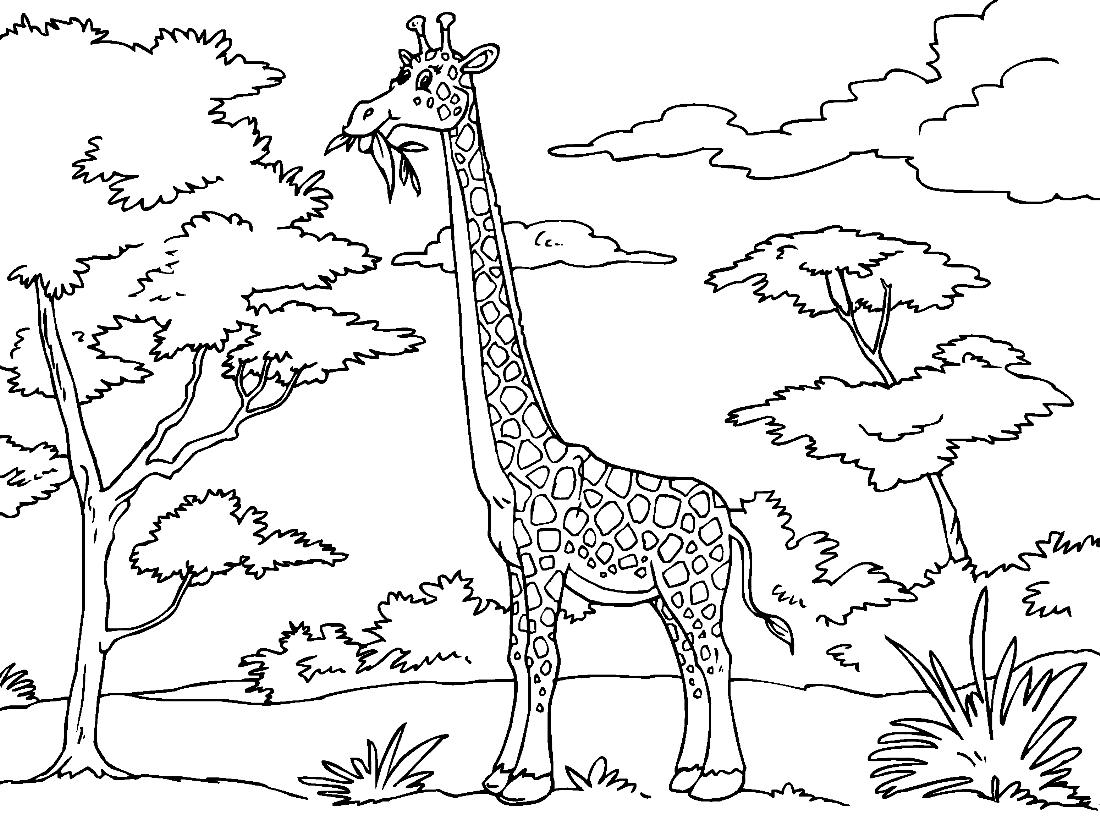 Распечатать раскраску зверей. Жираф. Раскраска. Животные Африки раскраска. Жираф раскраска для детей. Раскраска африканские животные для детей.